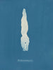Punctaria plantaginea - Anna Atkins — vista dell’opera