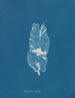 Punctaria latifolia - Anna Atkins — vista dell’opera