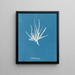 Puntinato molto fine - Anna Atkins — quadro incorniciato alla parete