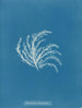 Rhodomela lycopodioides - Anna Atkins — vista dell’opera