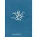 Rhodomela pinastroides - Anna Atkins — vista dell’opera