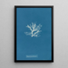 Rhodomela pinastroides - Anna Atkins — quadro incorniciato alla parete