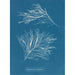 Rhodomela subfusca - Anna Atkins — vista dell’opera