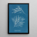 Rhodomela subfusca - Anna Atkins — quadro incorniciato alla parete