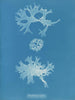 Rhodoménie bifida - Anna Atkins — vista dell’opera
