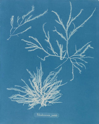 Anna Atkins - Rhodomenia jubata.webp