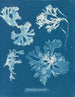 Rhodoménie laciniata - Anna Atkins — vista dell’opera