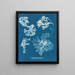Rhodoménie laciniata - Anna Atkins — quadro incorniciato alla parete