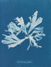Rhodoménie palmée - Anna Atkins — vista dell’opera