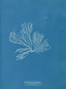 Rhodomenia palmata - Anna Atkins — vista dell’opera