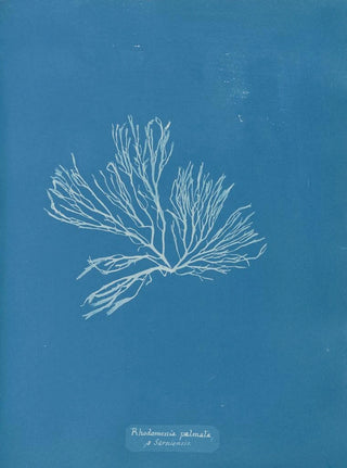 Anna Atkins - Rhodomenia palmata Sarniensis.webp