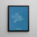 Rhodomenia palmata - Anna Atkins — quadro incorniciato alla parete
