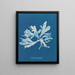 Rhodoménie palmée - Anna Atkins — quadro incorniciato alla parete