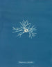 Rhodoménie palmée - Anna Atkins — vista dell’opera