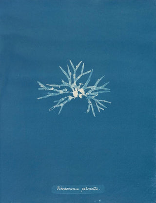 Anna Atkins - Rhodomenia palmetta.webp