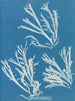 Rhodoménie polycarpe - Anna Atkins — vista dell’opera