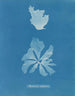 Rhodoménie réniforme - Anna Atkins — vista dell’opera