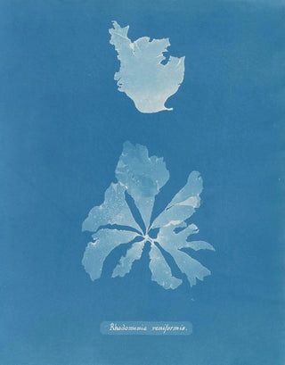 Anna Atkins - Rhodomenia reniformis.webp