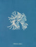 Rhodoménie sobolifera - Anna Atkins — vista dell’opera