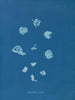 Ruisseaux brillants - Anna Atkins — vista dell’opera