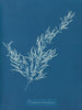 Sargassum bacciferum - Anna Atkins — vista dell’opera