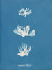 Schizonema dillwynii - Anna Atkins — vista dell’opera
