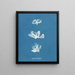 Schizonema dillwynii - Anna Atkins — quadro incorniciato alla parete