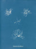 Schizonema helminthosum - Anna Atkins — vista dell’opera