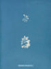 Schizonema più ramificato - Anna Atkins — vista dell’opera