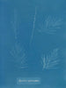 Sporochnus pedunculatus - Anna Atkins — vista dell’opera
