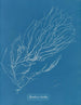 Rhizodes di Sporochnus - Anna Atkins — vista dell’opera