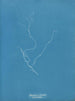 Sporochnus rhizodes - Anna Atkins — vista dell’opera