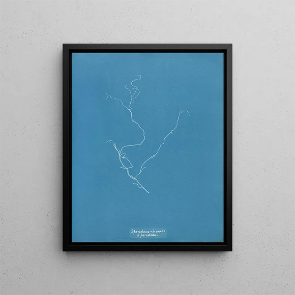 Anna Atkins - Sporochnus rhizodes paradoxa.webp