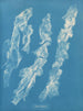 Ulva bullosa - Anna Atkins — vista dell’opera