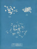 Ulva crispa A - Anna Atkins — vista dell’opera