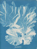 Un albero molto ampio - Anna Atkins — vista dell’opera