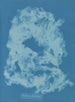 Vaucheria dichotoma - Anna Atkins — vista dell’opera