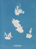 Porto turistico di Vaucheria - Anna Atkins — vista dell’opera