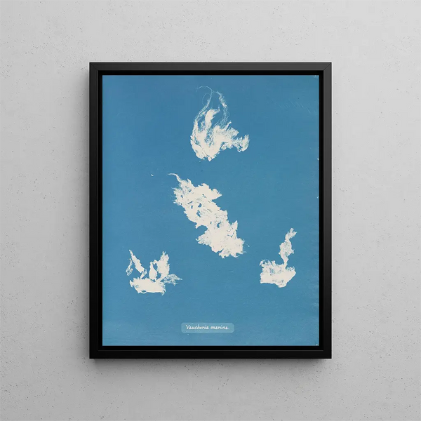 Anna Atkins - Vaucheria marina.webp
