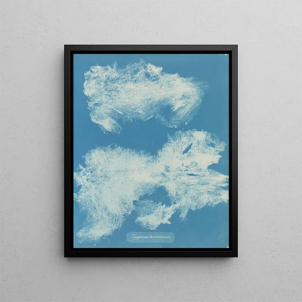 Anna Atkins - Zygnema deciminum.webp