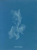 Zygnema brillante - Anna Atkins — vista dell’opera