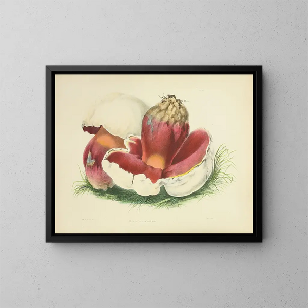 Illustrazioni della micologia britannica Pl07 - Anna Maria Hussey — quadro incorniciato alla parete