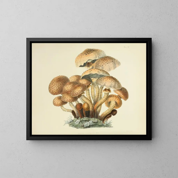 Illustrazioni di micologia britannica Pl08 - Anna Maria Hussey — quadro incorniciato alla parete