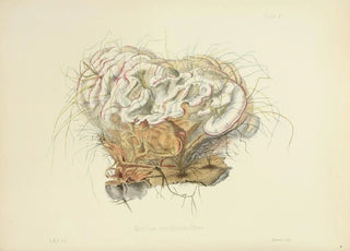 Anna Maria Hussey - Illustrations of British mycology Pl10.webp