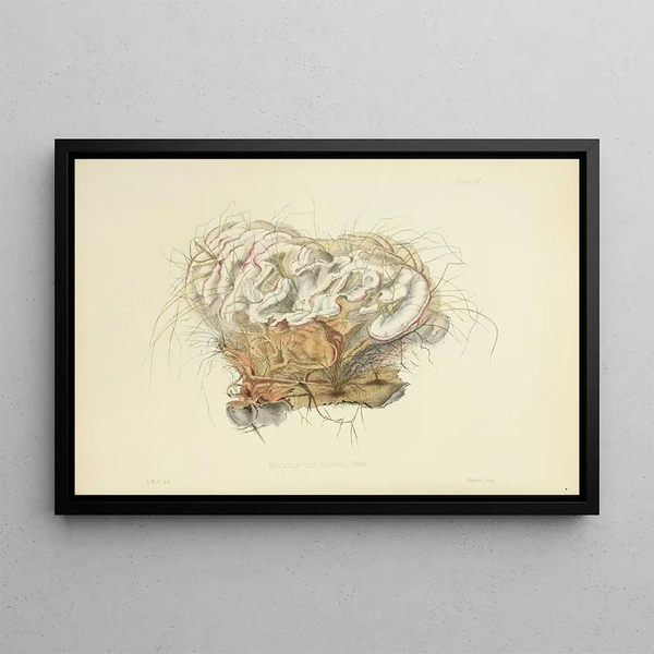 Anna Maria Hussey - Illustrations of British mycology Pl10.webp