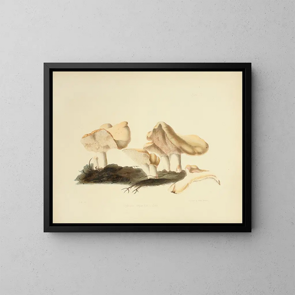 Illustrazioni della micologia britannica Pl16 - Anna Maria Hussey — quadro incorniciato alla parete