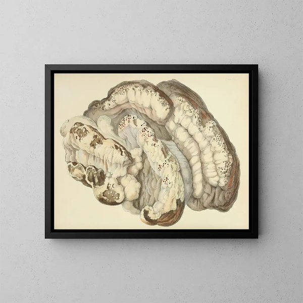 Illustrazioni della micologia britannica Pl21 - Anna Maria Hussey — quadro incorniciato alla parete