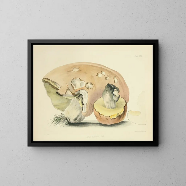Illustrazioni della micologia britannica Pl22 - Anna Maria Hussey — quadro incorniciato alla parete