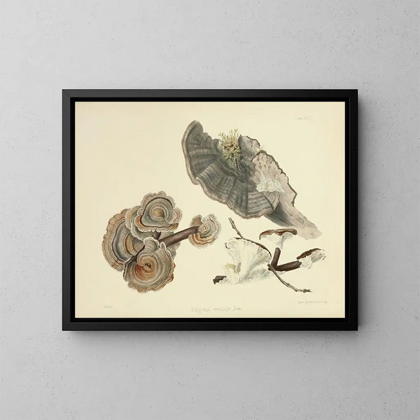 Illustrazioni della micologia britannica Pl24 - Anna Maria Hussey — quadro incorniciato alla parete