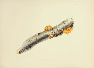 Anna Maria Hussey - Illustrations of British mycology Pl27.webp